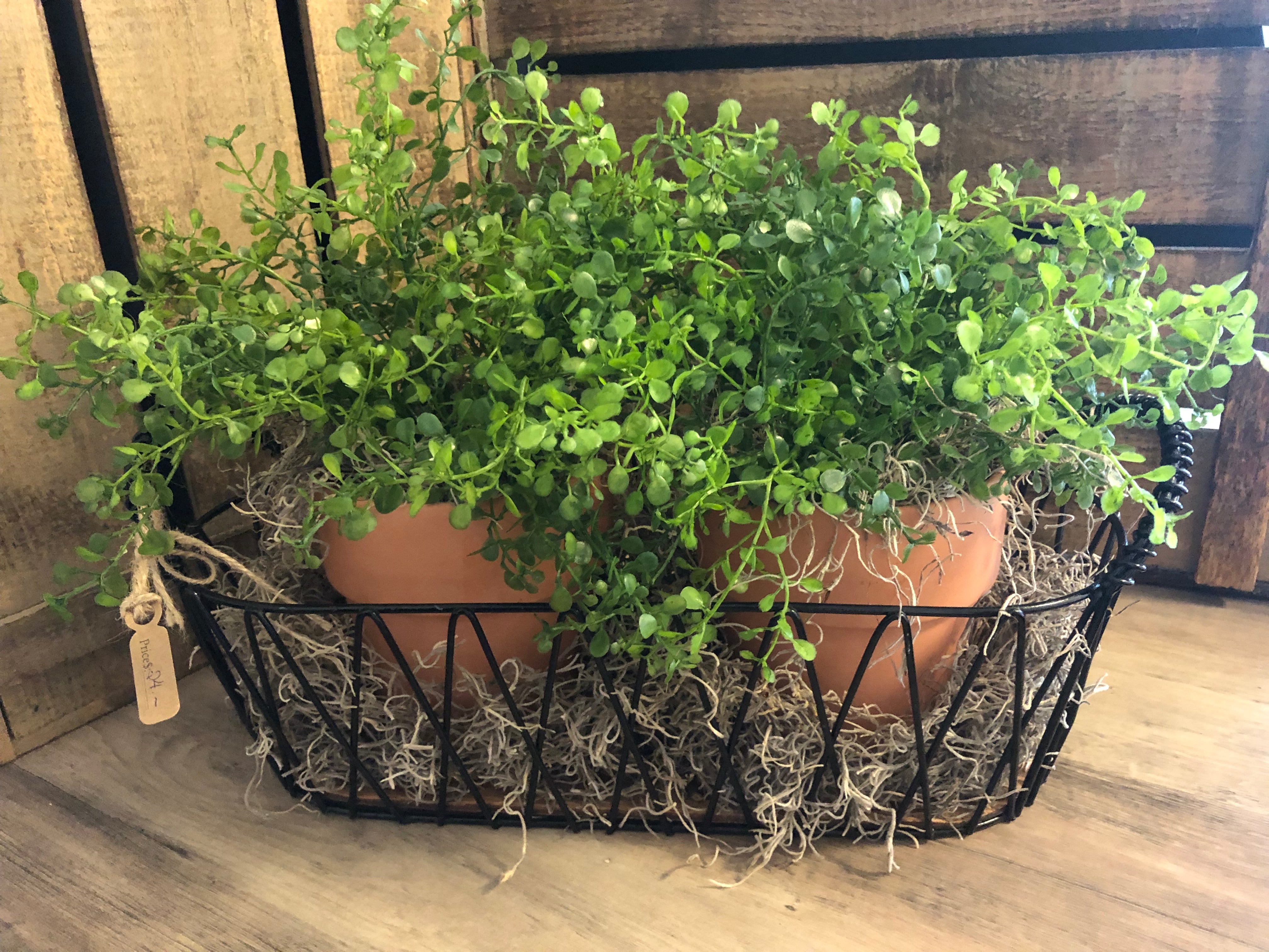 Set of 2 Faux Greenery Plants in Black Wire Basket